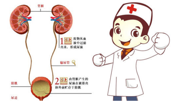 专找女性麻烦的真凶—不可轻视的泌尿系感染!